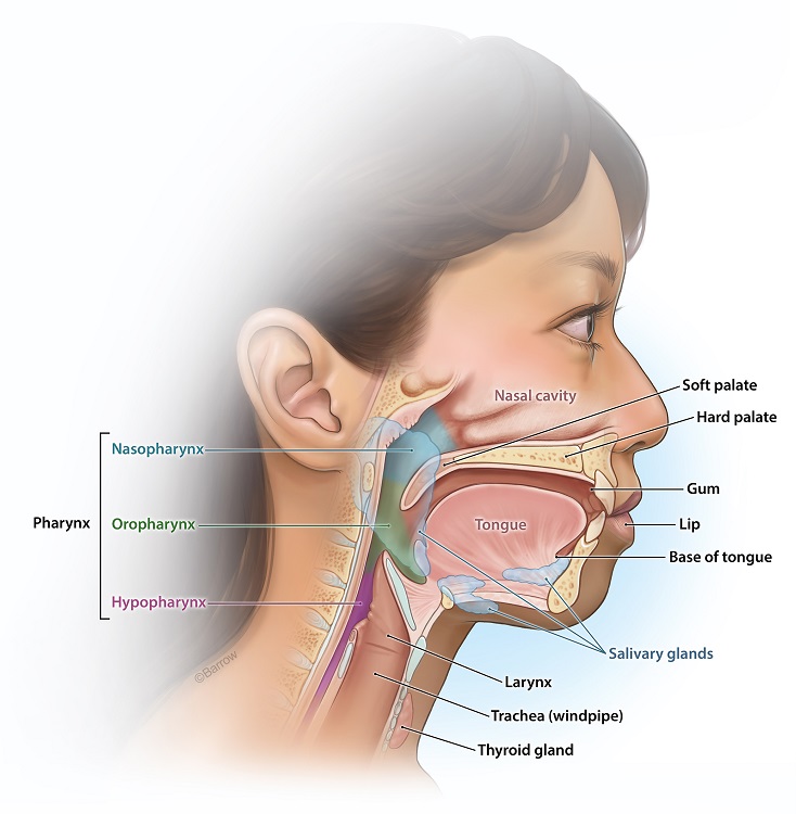 Head and Neck Disorders